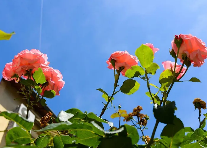 Studio les Hortensias